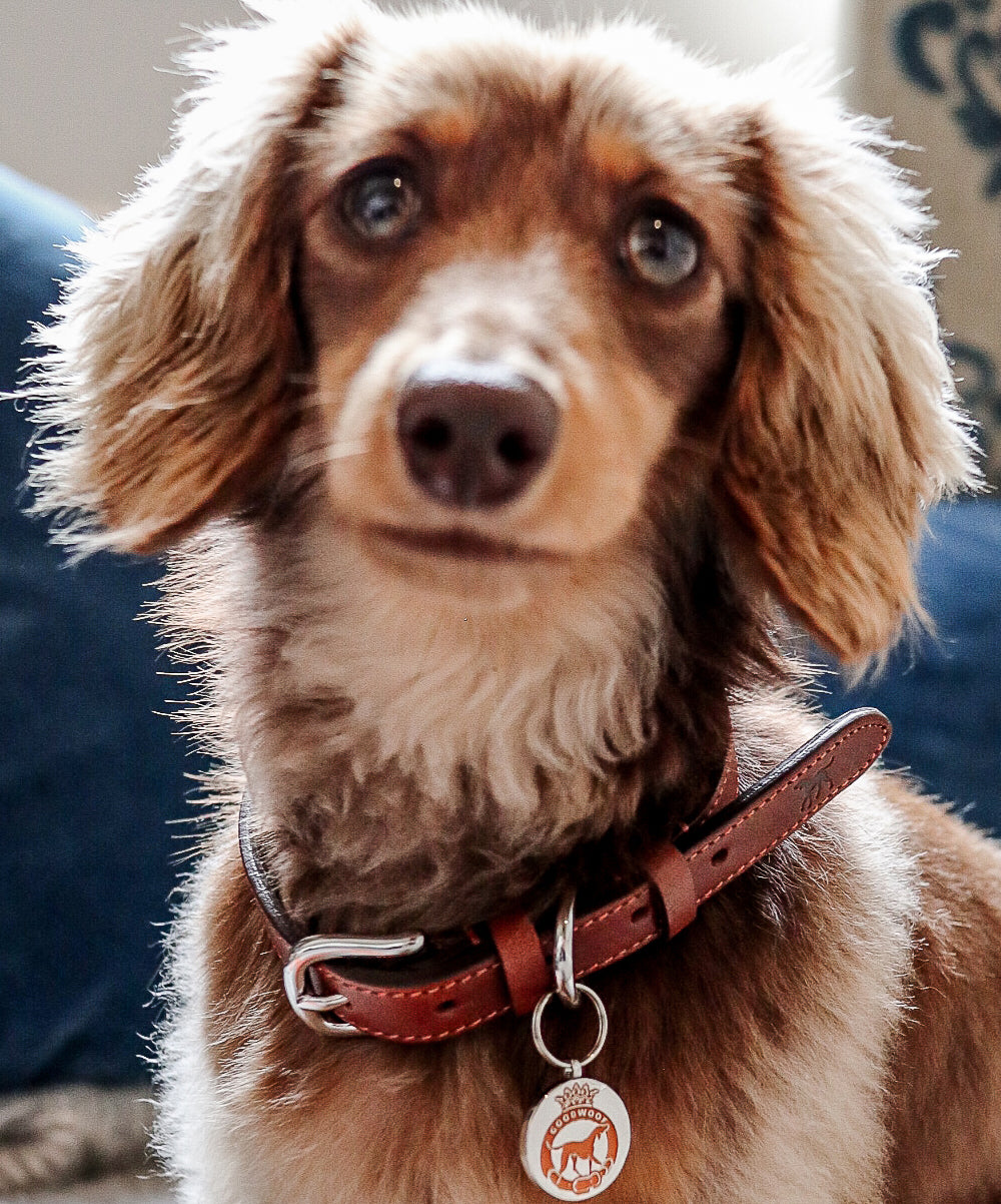 Goodwoof Leather Dog Collar Brown