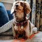 Goodwoof Fishbone Travel Rug Grey & Orange
